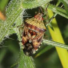 Attēlu rezultāti vaicājumam “Elasmucha grisea imago”