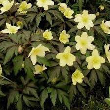 Attēlu rezultāti vaicājumam “Anemone x lipsiensis”