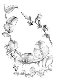 Attēlu rezultāti vaicājumam “Plagiomnium affine”