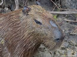 Attēlu rezultāti vaicājumam “Hydrochoerus hydrochaeris”