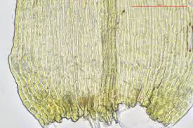 Attēlu rezultāti vaicājumam “Campylium chrysophyllum”
