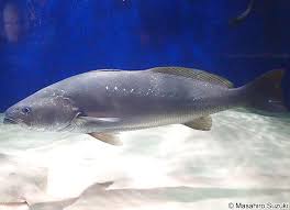 Image result for Argyrosomus japonicus