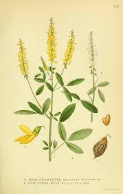 Attēlu rezultāti vaicājumam “Melilotus officinalis”