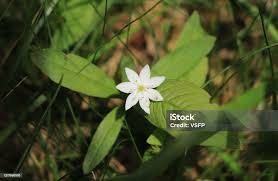 Attēlu rezultāti vaicājumam “Trientalis europaea bud”