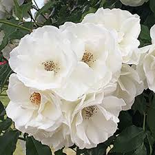 「アイスバーグ」の画像検索結果