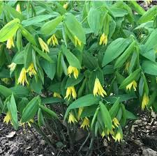 Attēlu rezultāti vaicājumam “Uvularia grandiflora”