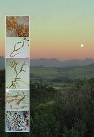 Attēlu rezultāti vaicājumam “Licea chelonoides sessile”