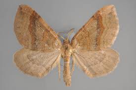 Attēlu rezultāti vaicājumam “Scotopteryx chenopodiata”