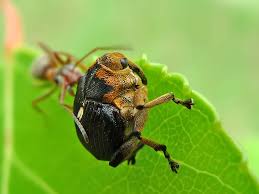 Attēlu rezultāti vaicājumam “Mononychus punctumalbum”