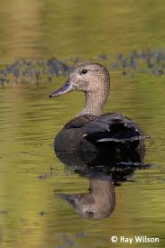 Attēlu rezultāti vaicājumam “Anas strepera”