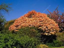 Attēlu rezultāti vaicājumam “Aesculus x hybrida”