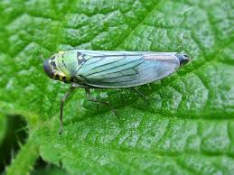 Attēlu rezultāti vaicājumam “Cicadella viridis”