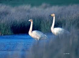 Attēlu rezultāti vaicājumam “Cygnus cygnus juvenile”