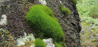 Attēlu rezultāti vaicājumam “Dicranum viride”