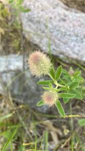 Attēlu rezultāti vaicājumam “Trifolium arvense fruit”