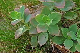 Attēlu rezultāti vaicājumam “Hylotelephium maximum”