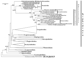 Image result for Myzopsetta ferruginea
