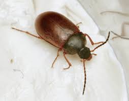 Attēlu rezultāti vaicājumam “Isomira murina”