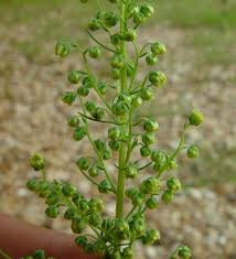 Image result for Artemisia caudata