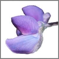 Image result for Gaillardia amblyodon