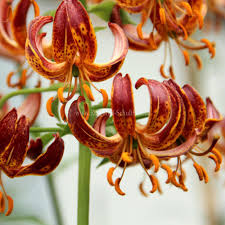 Image result for Lilium martagon `Arabian Night`