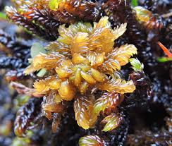 Attēlu rezultāti vaicājumam “Sphagnum contortum”