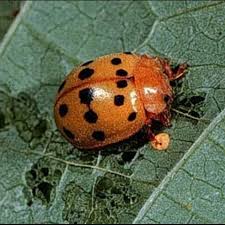 Attēlu rezultāti vaicājumam “Coccinellidae”