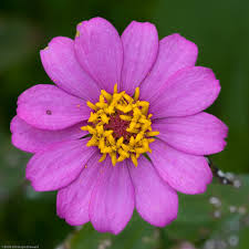Image result for Zinnia violacea