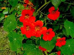 Attēlu rezultāti vaicājumam “Tropaeolum majus”