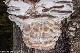 Attēlu rezultāti vaicājumam “Antrodia crassa”