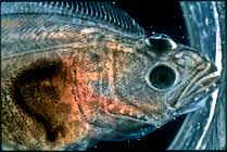 Image result for Hippoglossus hippoglossus