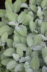 Image result for Salvia officinalis