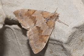 Attēlu rezultāti vaicājumam “Pennithera firmata”