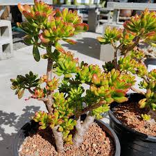 Image result for Crassula hobbit