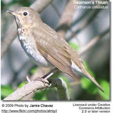 Image result for Catharus ustulatus