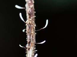 Attēlu rezultāti vaicājumam “Typhula erythropus”