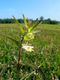 Attēlu rezultāti vaicājumam “Melampyrum sylvaticum”