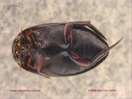 Attēlu rezultāti vaicājumam “Ilybius sp.”