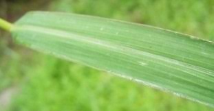 Attēlu rezultāti vaicājumam “Echinochloa crus-galli leaf”