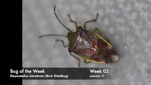 Attēlu rezultāti vaicājumam “Elasmostethus interstinctus”