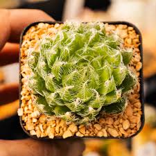 Image result for Haworthia