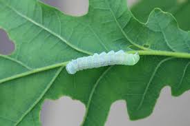 Attēlu rezultāti vaicājumam “Orthosia cerasi”