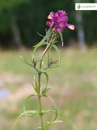 Attēlu rezultāti vaicājumam “Melampyrum cristatum”