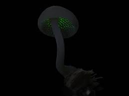 Attēlu rezultāti vaicājumam “Ceratiomyxa morchella young”