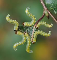 Attēlu rezultāti vaicājumam “Pristiphora maesta larva”