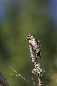 Attēlu rezultāti vaicājumam “Dendrocopos minor”