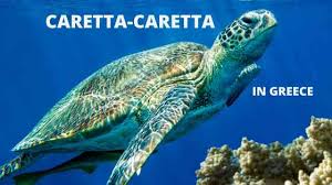 Image result for Caretta caretta