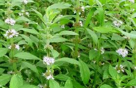 Attēlu rezultāti vaicājumam “Mentha arvensis bud”