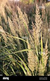 Attēlu rezultāti vaicājumam “Calamagrostis canescens leaf”