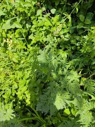Attēlu rezultāti vaicājumam “Chaerophyllum aromaticum fruit”